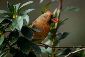 Young Cardinal